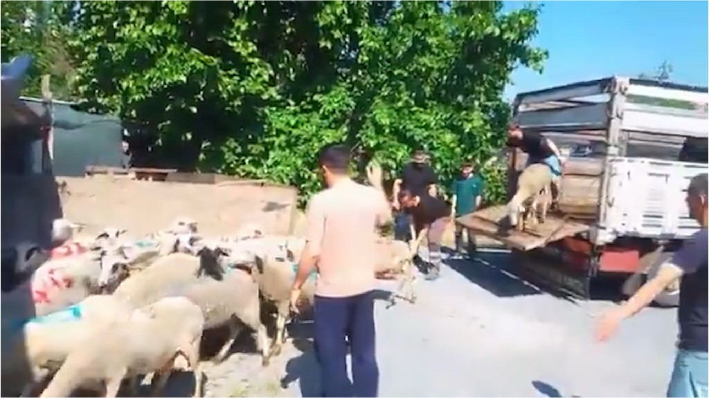 Sedat Peker'den Küçükçekmece’de Kurban Bayramı Yardımı: Küçükbaş Kurbanlıklar İhtiyaç Sahiplerine Ulaştırıldı